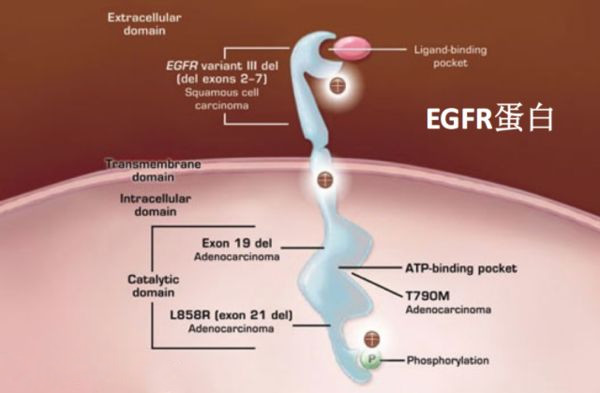 史上最全EGFR-TKI奥希替尼9291耐药机制及后续方案策略