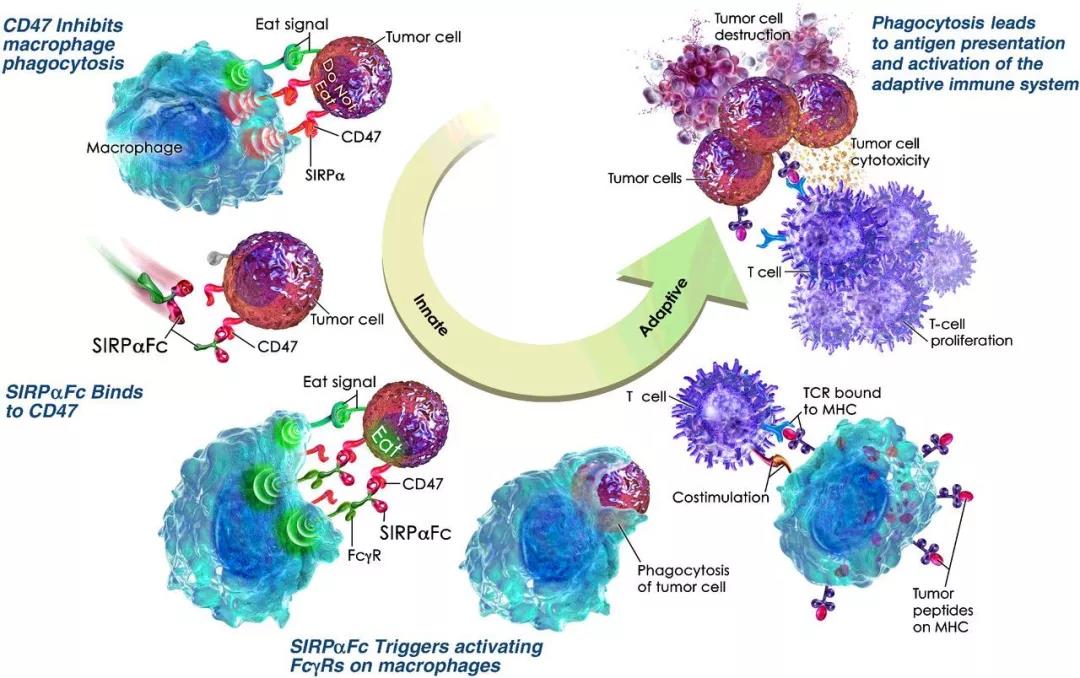 巨噬细胞的吞噬作用