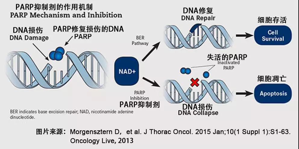 parp抑制劑是通過阻斷dna錯誤的修復來發揮抗腫瘤效果