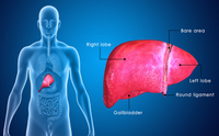 肝脏恶性肿瘤（liver cancer)治疗