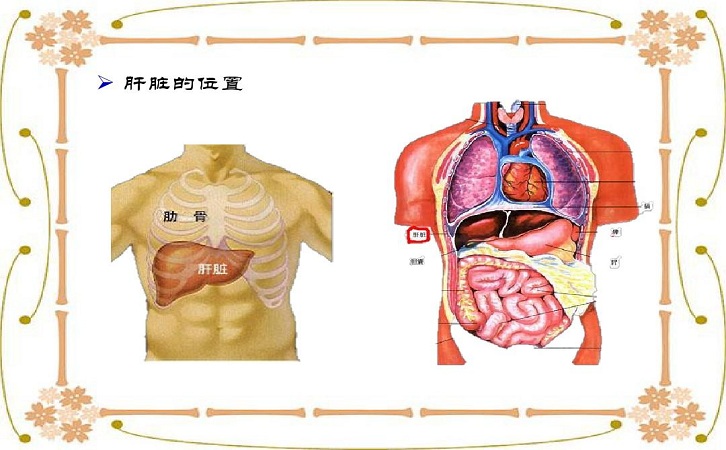 肝脏在身体哪边图片